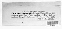Hysterium tortile image